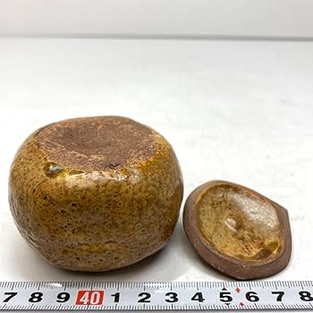 Amazon.co.jp: 益子焼 みかん茶入 土戯山人 共箱 直径7.5㎝ 東山
